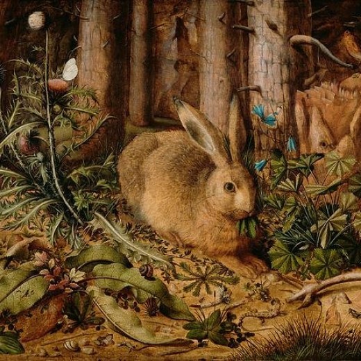 A Hare In The Forest Print