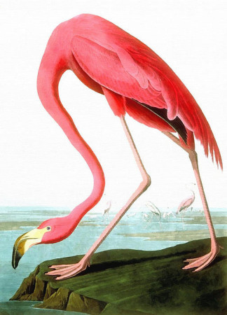 1-american-flamingo-john-james-audubon