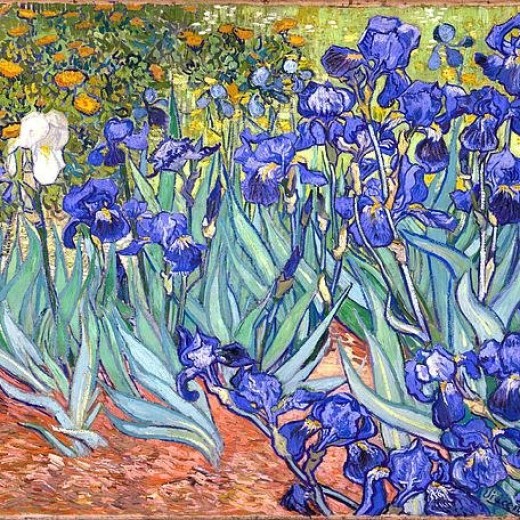 Vincent Van Gogh Irises
