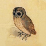 Little Owl Print