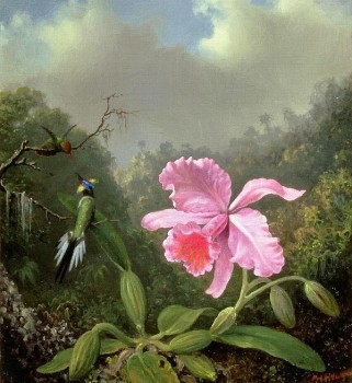 Orchid And Hummingbirds