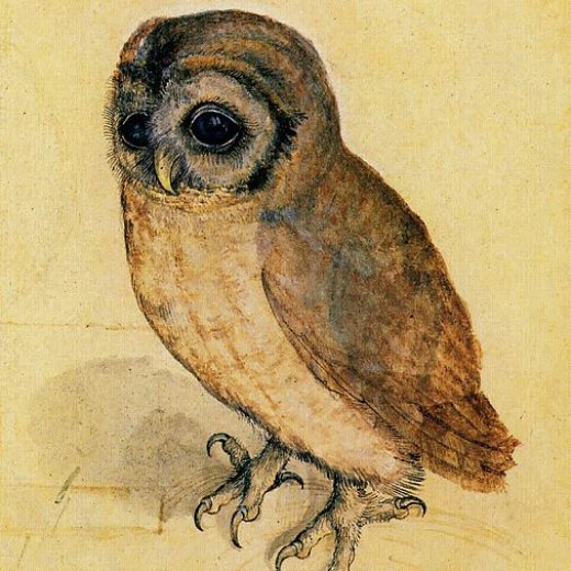 the-little-owl-albrecht-durer