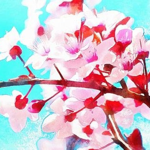 Cherry Blossoms Print